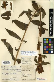 Type specimen at Edinburgh (E). Faurie, Urbain: 5956. Barcode: E00001803.
