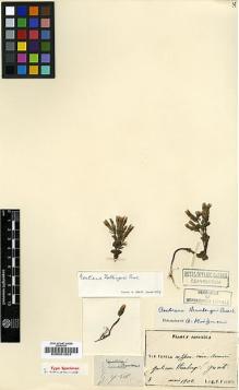 Type specimen at Edinburgh (E). Faurie, Urbain: 3. Barcode: E00001804.