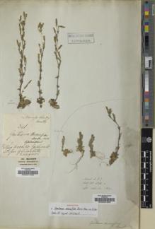 Type specimen at Edinburgh (E). Wallich, Nathaniel: 4392A. Barcode: E00001805.