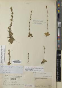Type specimen at Edinburgh (E). Buchanan-Hamilton, Francis: 783. Barcode: E00001806.