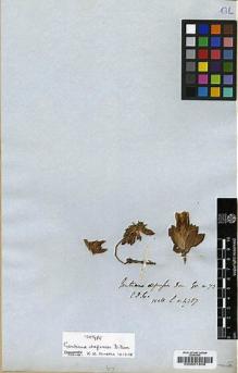 Type specimen at Edinburgh (E). Wallich, Nathaniel: 4387. Barcode: E00001808.