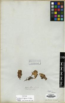 Type specimen at Edinburgh (E). Wallich, Nathaniel: 4387. Barcode: E00001809.