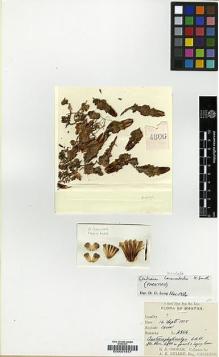 Type specimen at Edinburgh (E). Cooper, Roland: 4806. Barcode: E00001817.
