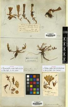 Type specimen at Edinburgh (E). Wallich, Nathaniel: 4386. Barcode: E00001823.