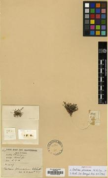 Type specimen at Edinburgh (E). Smith, Paul: 3527. Barcode: E00001826.