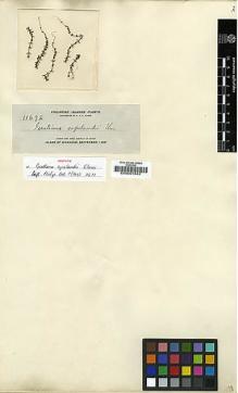 Type specimen at Edinburgh (E). Elmer, Adolph: 11692. Barcode: E00001842.