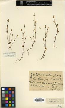 Type specimen at Edinburgh (E). Delavay, Pierre: . Barcode: E00001851.