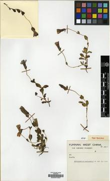 Type specimen at Edinburgh (E). Forrest, George: 30571. Barcode: E00001853.