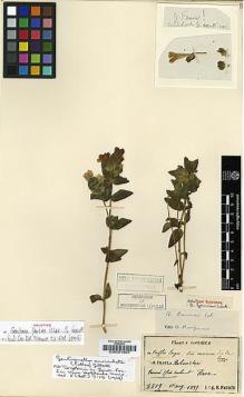 Type specimen at Edinburgh (E). Faurie, Urbain: 3519. Barcode: E00001863.
