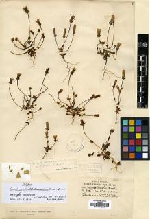 Type specimen at Edinburgh (E). Lace, John: 540A. Barcode: E00001867.
