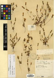 Type specimen at Edinburgh (E). Lace, John: 540. Barcode: E00001868.