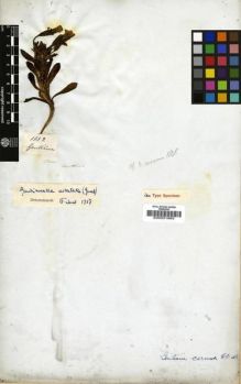Type specimen at Edinburgh (E). Mathews, Andrew: 1152. Barcode: E00001883.