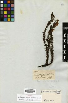 Type specimen at Edinburgh (E). Mathews, Andrew: 1206. Barcode: E00001884.