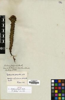 Type specimen at Edinburgh (E). Hartweg, Karl: 800. Barcode: E00001886.