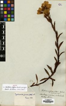 Type specimen at Edinburgh (E). Hartweg, Karl: 1251. Barcode: E00001888.