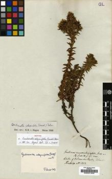 Type specimen at Edinburgh (E). Hartweg, Karl: 1252. Barcode: E00001908.