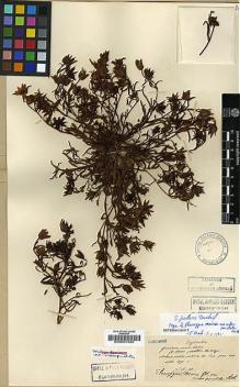 Type specimen at Edinburgh (E). Maire, Edouard-Ernest: . Barcode: E00001925.