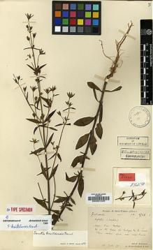 Type specimen at Edinburgh (E). Bodinier, Emile: 1712. Barcode: E00001935.