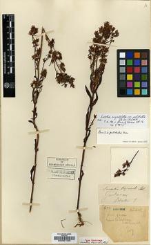 Type specimen at Edinburgh (E). Esquirol, Joseph: 604. Barcode: E00001939.