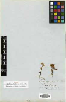 Type specimen at Edinburgh (E). Wallich, Nathaniel: 4376. Barcode: E00001952.
