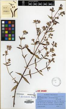 Type specimen at Edinburgh (E). Kingdon-Ward, Francis: 22747A. Barcode: E00001966.