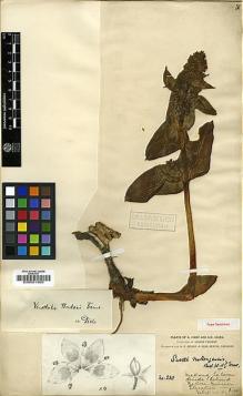 Type specimen at Edinburgh (E). Forrest, George: 230. Barcode: E00001980.