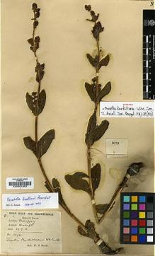 Type specimen at Edinburgh (E). Smith, W.: 3872. Barcode: E00001983.