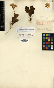 Type specimen at Edinburgh (E). Schotting, Noel: . Barcode: E00001997.