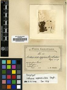 Type specimen at Edinburgh (E). Reinecke, F.: 33. Barcode: E00002002.