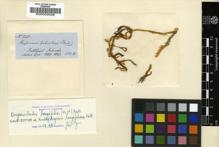 Type specimen at Edinburgh (E). Hooker, Joseph: 228. Barcode: E00002026.