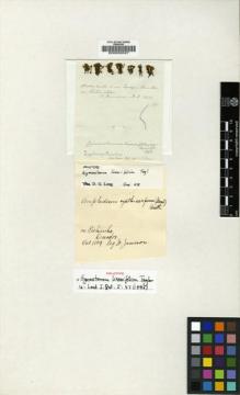 Type specimen at Edinburgh (E). Jameson, William: . Barcode: E00002027.