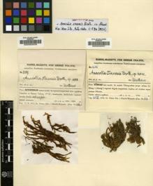 Type specimen at Edinburgh (E). Handel-Mazzetti, Heinrich: 2189. Barcode: E00002030.