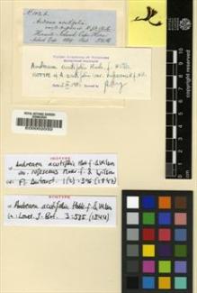 Type specimen at Edinburgh (E). Hooker, Joseph: 103.B. Barcode: E00002032.