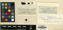 Type specimen at Edinburgh (E). Hooker, Joseph: 1A. Barcode: E00002038.