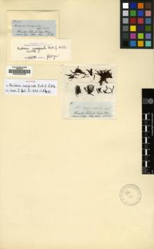 Type specimen at Edinburgh (E). Hooker, Joseph: 105. Barcode: E00002039.
