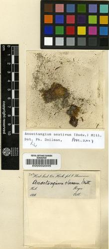 Type specimen at Edinburgh (E). Hooker, Joseph: 203. Barcode: E00002045.