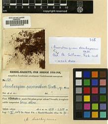 Type specimen at Edinburgh (E). Handel-Mazzetti, Heinrich: 338. Barcode: E00002048.