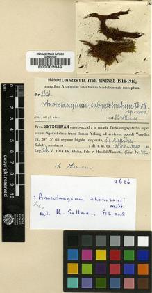 Type specimen at Edinburgh (E). Handel-Mazzetti, Heinrich: 2626. Barcode: E00002049.
