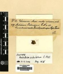 Type specimen at Edinburgh (E). Rehmann, Anton: 427. Barcode: E00002066.