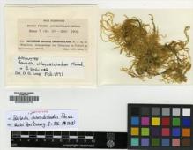 Type specimen at Edinburgh (E). Fleischer, Max: 231. Barcode: E00002070.