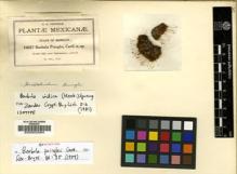 Type specimen at Edinburgh (E). Pringle, Cyrus: 10637. Barcode: E00002084.
