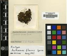 Type specimen at Edinburgh (E). Spruce, Richard: . Barcode: E00002096.