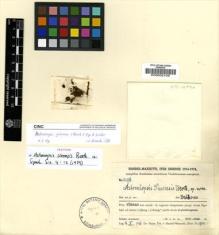 Type specimen at Edinburgh (E). Handel-Mazzetti, Heinrich: 12976. Barcode: E00002108.