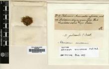 Type specimen at Edinburgh (E). Rehmann, Anton: . Barcode: E00002112.