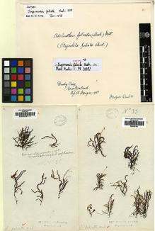 Type specimen at Edinburgh (E). Menzies, Archibald: . Barcode: E00002117.