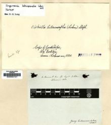 Type specimen at Edinburgh (E). Ecklon, Christian: . Barcode: E00002121.