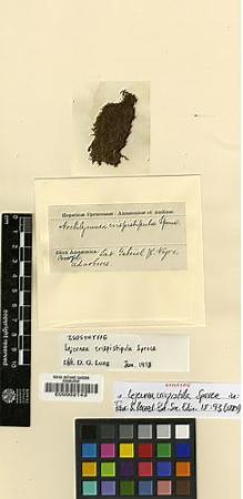 Type specimen at Edinburgh (E). Spruce, Richard: . Barcode: E00002143.
