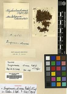 Type specimen at Edinburgh (E). Colenso, William: A.480. Barcode: E00002148.