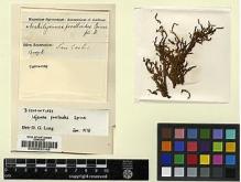 Type specimen at Edinburgh (E). Spruce, Richard: . Barcode: E00002149.