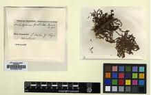 Type specimen at Edinburgh (E). Spruce, Richard: . Barcode: E00002150.
